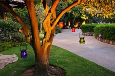 תמונה 4 של ביער - גן אירועים - אולמות וגני אירועים